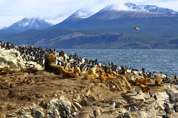 Keizerlijke Aalscholvers Vogeleiland Beagle Channel Ushuaia Argentinië — Stockfoto