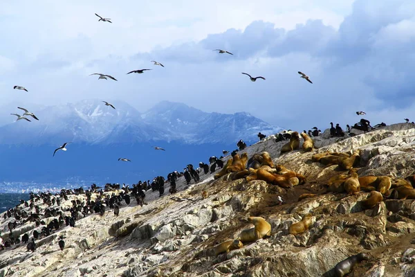 Keizerlijke Aalscholvers Vogeleiland Beagle Channel Ushuaia Argentinië — Stockfoto