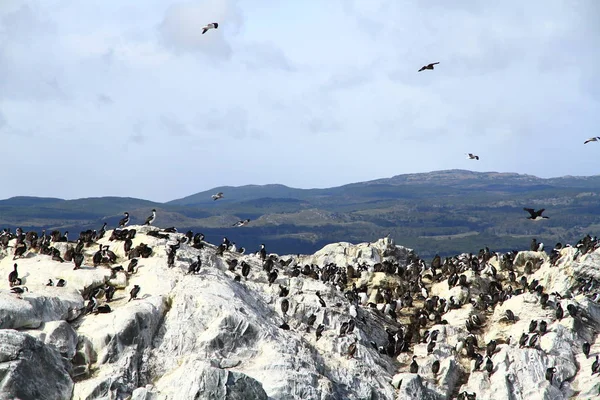 Cormoranes Imperiales Isla Bird Canal Beagle Ushuaia Argentina —  Fotos de Stock