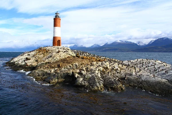 Cormoranes Imperiales Isla Bird Canal Beagle Ushuaia Argentina — Foto de Stock