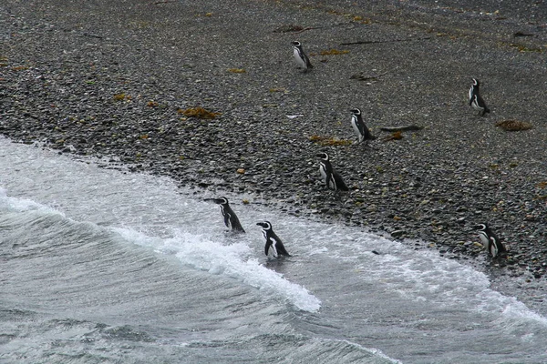 Imperial Skarv Fågelön Beagle Channel Ushuaia Argentina — Stockfoto