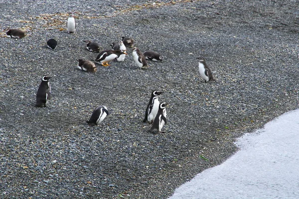 Kaiserliche Kormorane Auf Vogelinsel Beagle Kanal Uhuaia Argentinien — Stockfoto