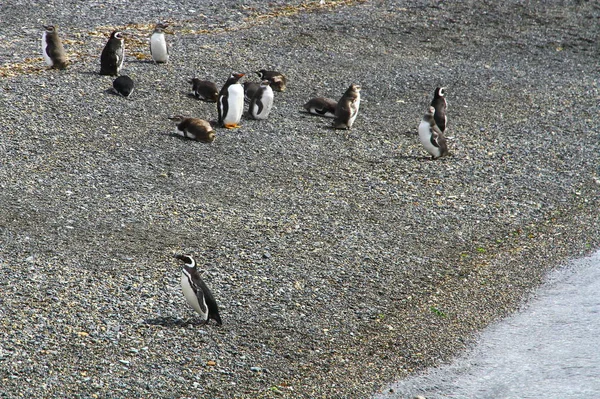 Imperial Skarv Fågelön Beagle Channel Ushuaia Argentina — Stockfoto