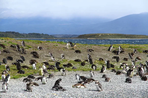 Imperial Skarv Fågelön Beagle Channel Ushuaia Argentina — Stockfoto