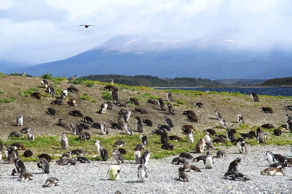 Imperial Cormorants Bird Island Beagle Channel Ushuaia Argentina — стокове фото