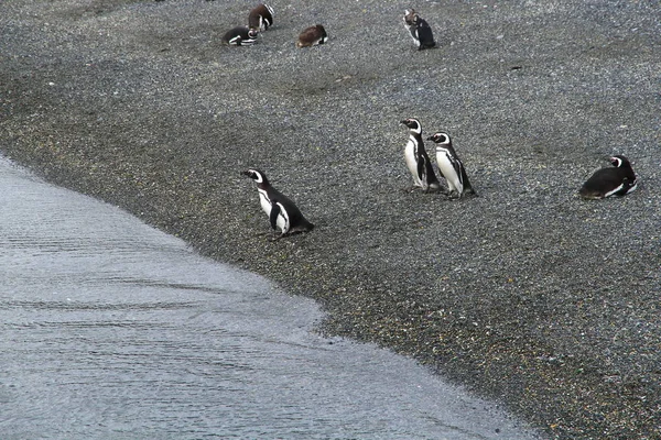 Imperial Skarv Fågelön Beagle Channel Ushuaia Argentina — Stockfoto