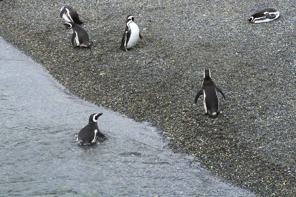 Imperial Skarv Fågelön Beagle Channel Ushuaia Argentina — Stockfoto