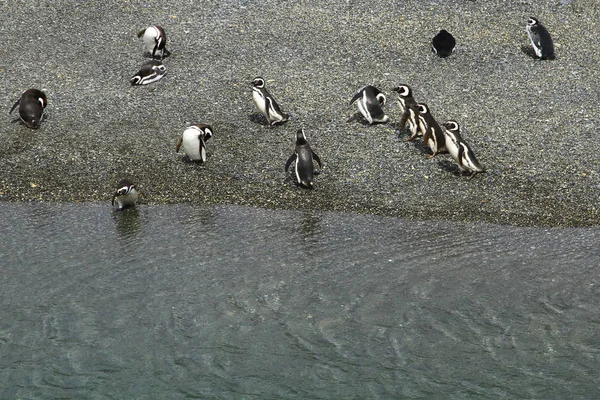 Magellanska Pingviner Hammarön Beagle Channel Argentina Patagonien — Stockfoto