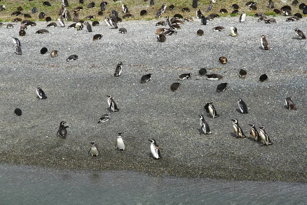 Magelhaenpinguïns Hammer Island Beagle Channel Argentinië — Stockfoto