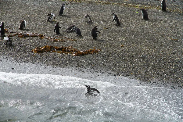 Magellanska Pingviner Hammarön Beagle Channel Argentina Patagonien — Stockfoto