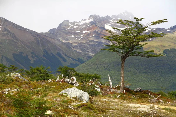 Uma Árvore Comprimentos Trilha Laguna Lago Esmeralda Ushuaia — Fotografia de Stock