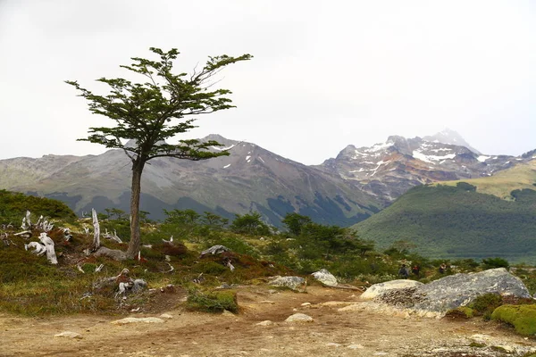 Laguna Gölü Nde Bir Lenga Ağacı Esmeralda Ushuaia — Stok fotoğraf