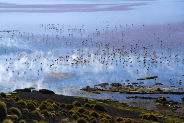 Laguna Colorada 'da Flamingolar ve Bolivya' da dağlar.
