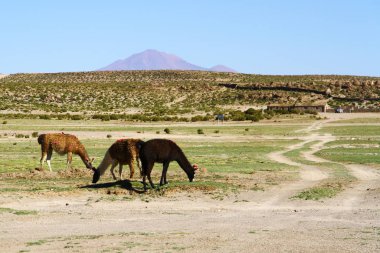 Patagonya, Şili 'de otlayan alpakalar ve lamalarla güzel bir doğa manzarası. 