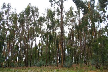 Kutsal Titicaca Gölü 'ndeki Isla del Sol' da okaliptüs ormanı..