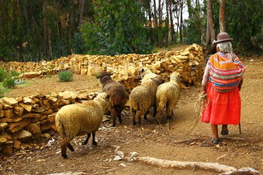 Isla del Sol, Titicaca Gölü, Bolivya, Yaşlı kadın koyunları adadaki ormana doğru güdüyor..
