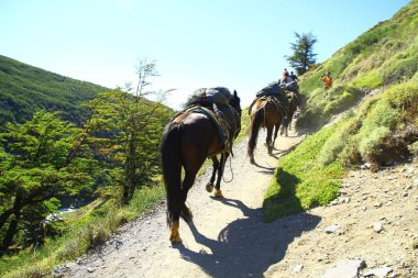 Atlar, Şili 'deki Torres del Paine Ulusal Parkı' ndaki dağlarda yük taşıyor.