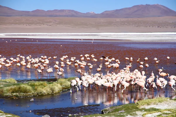 Flamencos Laguna Colorada Con Montañas Fondo Bolivia — Foto de Stock