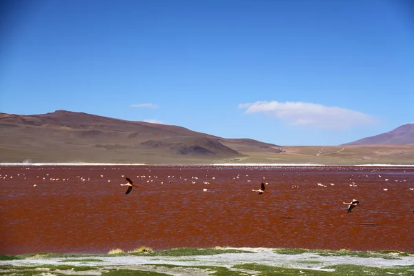 Flamingos Laguna Colorada Med Berg Bakgrunden Bolivia — Stockfoto