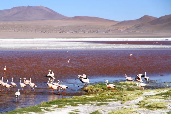 Flamingos Στη Λαγκούνα Colorada Βουνά Στο Παρασκήνιο Στη Βολιβία — Φωτογραφία Αρχείου