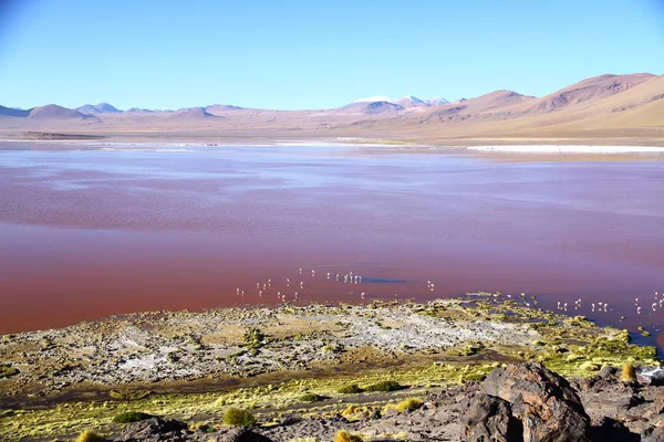 Flamingos Laguna Colorada Mountains Background Bolivia — стокове фото