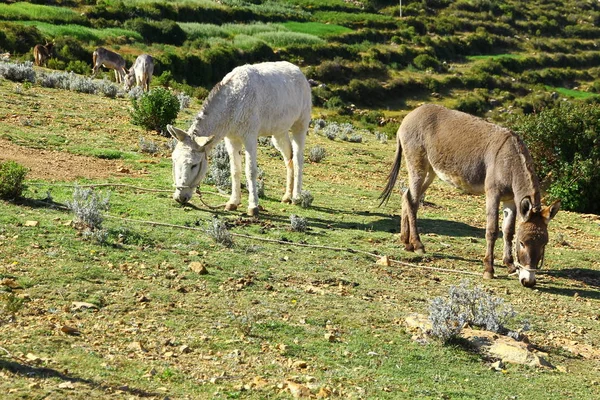 Szamarak Legeltetése Isla Del Sol Titicaca Bolívia — Stock Fotó