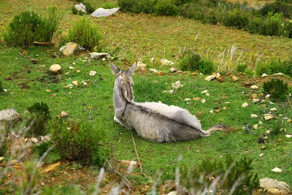 Asino Grigio Sdraiato Prato Con Spalle Alla Macchina Fotografica — Foto Stock