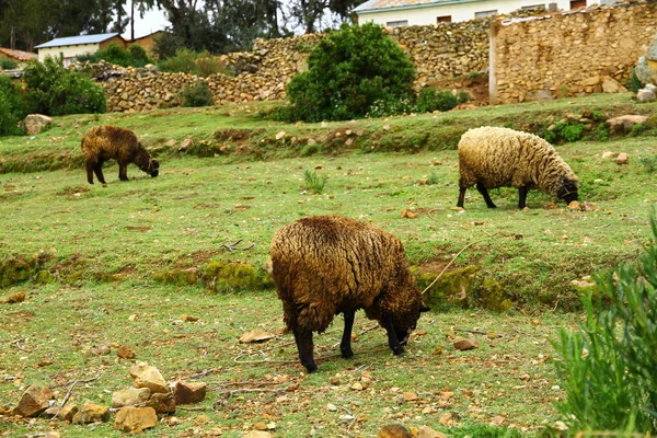 Isla Del Sol Titicaca Bolívia Legelői — Stock Fotó