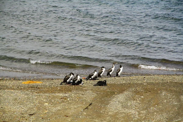 Aves Marinas Junto Costa Del Estrecho Magallanes Punta Arenas Chile — Foto de Stock