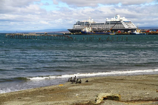 Sea Birds Coast Strait Magellan Punta Arenas Chile — Stock Photo, Image