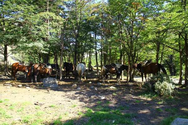 Коні Чекають Лісі Національному Парку Торрес Дель Пейн Чилі — стокове фото