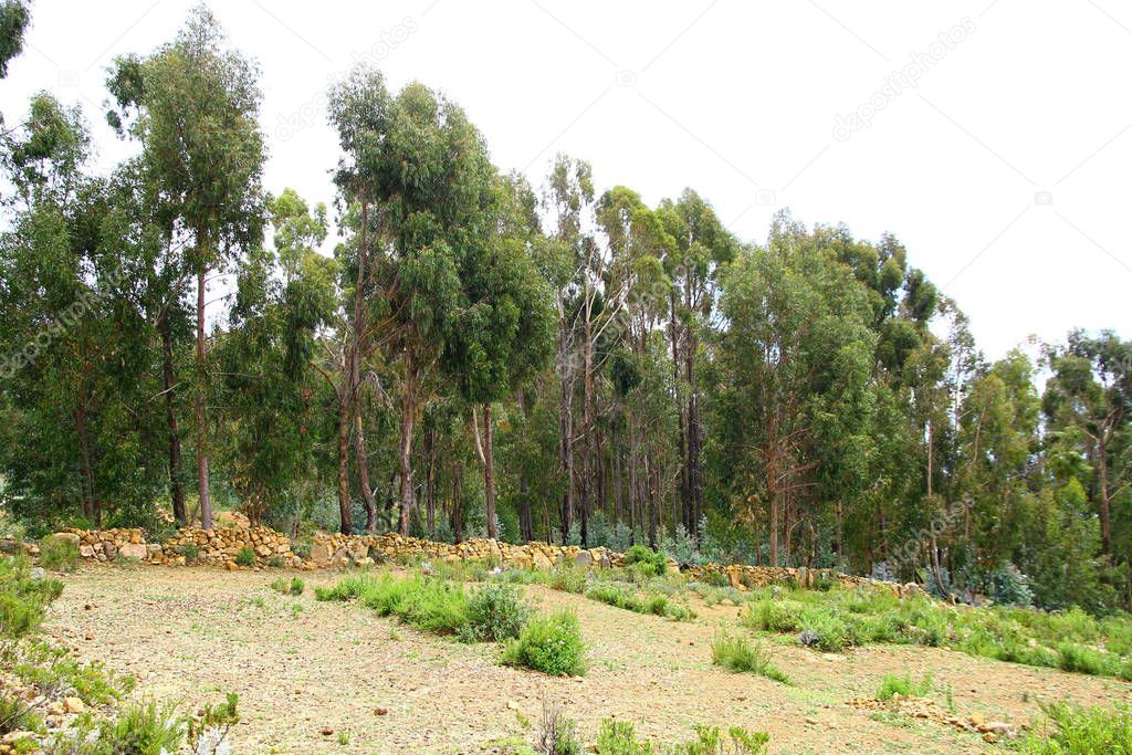 Eucalyptus forest on Isla del Sol in sacred Lake Titicaca.