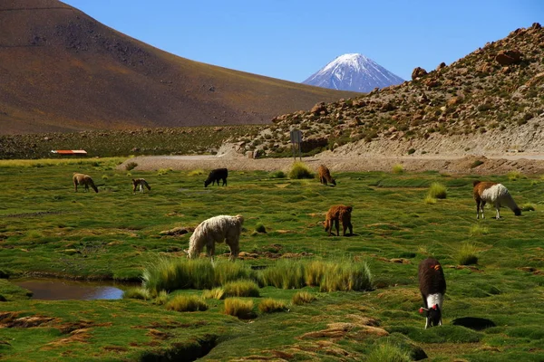 Hermoso Paisaje Natural Con Alpacas Pastoreo Llamas Patagonia Chile — Foto de Stock