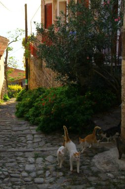 Molyvos sokaklarında kediler