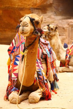 Ürdün 'deki Antik Petra Şehri, develer 