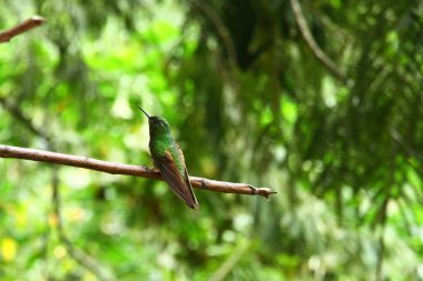 Bir sinekkuşunun yakın plan görüntüsü 