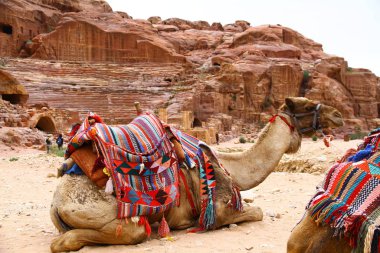 Ürdün 'deki Antik Petra Şehri, develer 