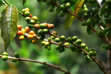 Kahve çekirdekleri ve yeşil yapraklar Salento, Kolombiya 'daki bir kahve tarlasında..