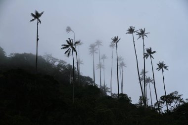 Quindio Kolombiya 'daki balmumu palmiyeleriyle ünlü Cocora Valley' den gelen sisli bir günde inanılmaz bir manzara.