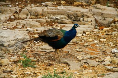 Güzel mavi tavus kuşunun manzarası 