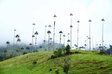 Quindio Kolombiya 'daki balmumu palmiyeleriyle ünlü Cocora Valley' den gelen sisli bir günde inanılmaz bir manzara.