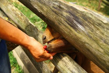 Bir adam Kolombiya, Salento 'da bir kahve çiftliğinde keçileri kahve çekirdeğiyle besliyor..
