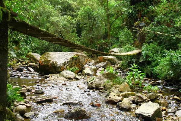Uma Ponte Suspensa Riacho Floresta — Fotografia de Stock