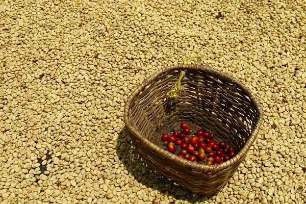 Coffee beans in a coffee plantation in Salento, Colombia.