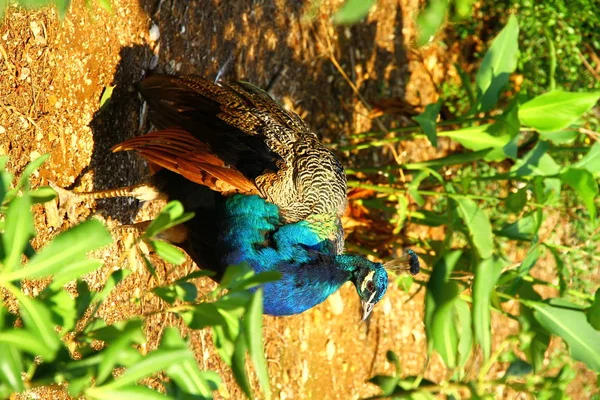 View Beautiful Blue Peacock — Stock Photo, Image