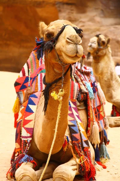 Antiga Cidade Petra Jordânia Camelos — Fotografia de Stock