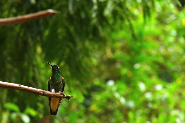 Primo Piano Vista Foto Colibrì — Foto Stock