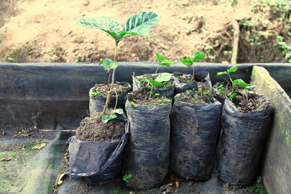 Plántulas Árboles Café Están Listos Para Plantar Una Granja Café —  Fotos de Stock