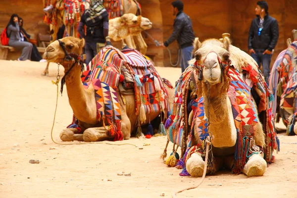 Cidade Antiga Petra Jordão Abril 2015 Camelos Para Turistas Fazerem — Fotografia de Stock