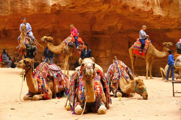 Cidade Antiga Petra Jordão Abril 2015 Camelos Para Turistas Fazerem — Fotografia de Stock